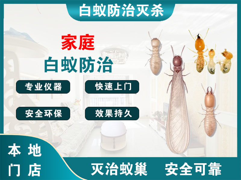 姜堰区家庭白蚁防治