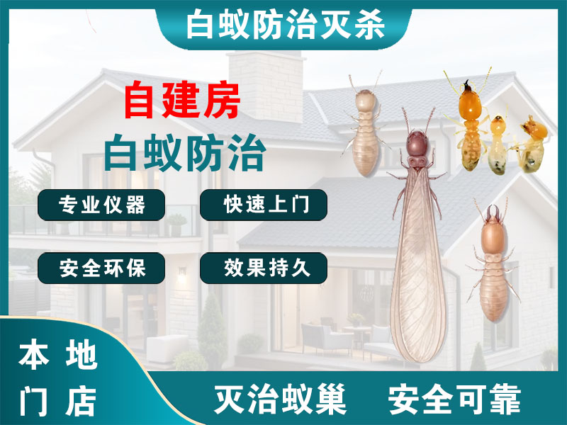 姜堰区自建房白蚁防治