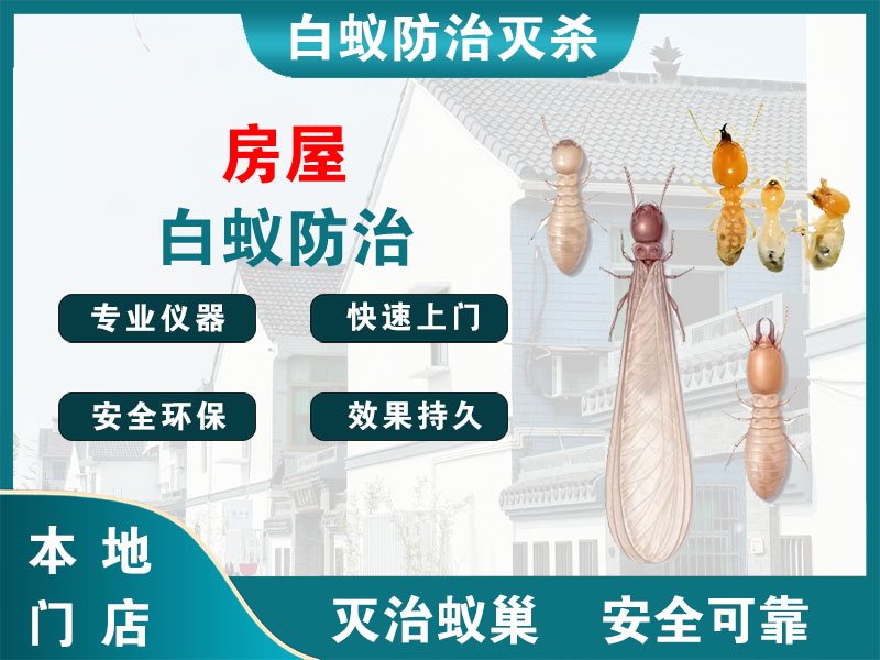 姜堰区房屋白蚁防治